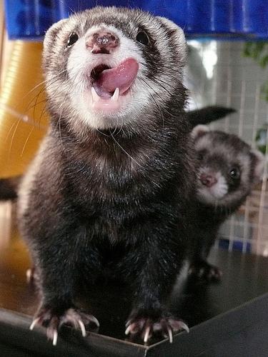 what to feed ferrets