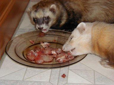 how to feed the ferret