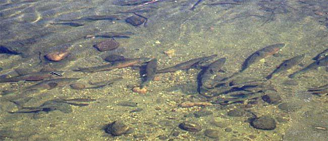 Рыбалка на реке Ақ Адыгея