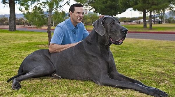 The largest dogs in the world