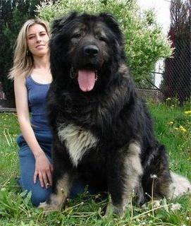 the largest dogs in the world photo