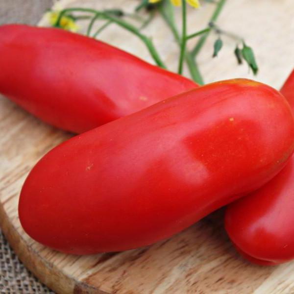 pomidor "casanova opinie