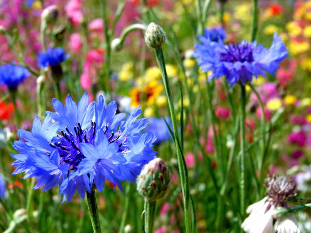Cornflowers in the composition
