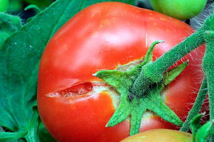 why crack tomatoes in the greenhouse