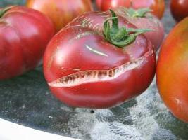 pękają pomidory w szklarni