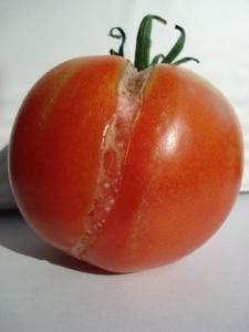 为什么裂缝当成熟的西红柿