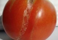 Sabremos por qué se agrietan los tomates en el invernadero