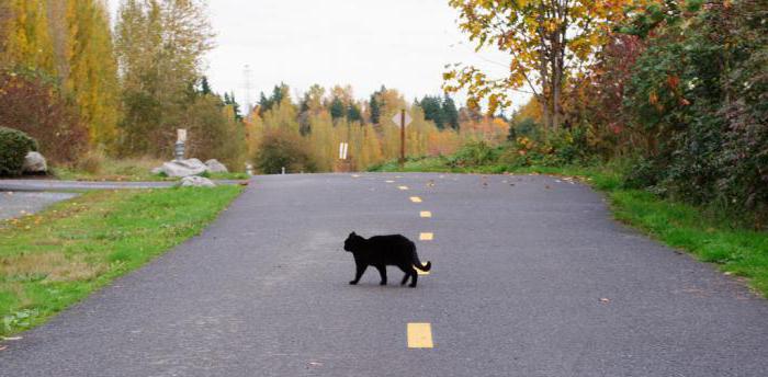 Was tun, wenn eine schwarze Katze lief über die Straße