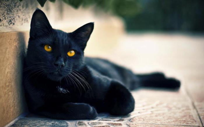 o Que fazer se um gato preto correu pela estrada de frente para o carro