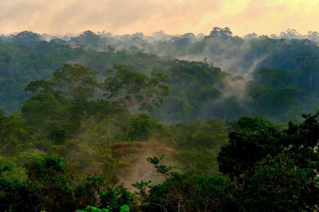 Foto des Dschungels