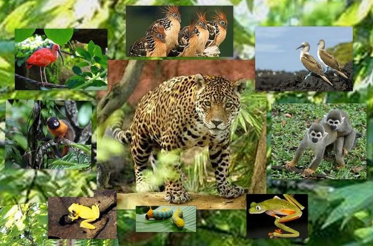 Fauna des Dschungels