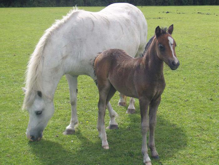 Pony Rasse von Wales