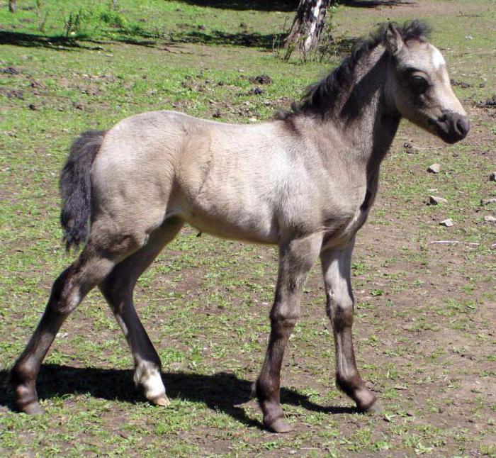 Welsh pony origin