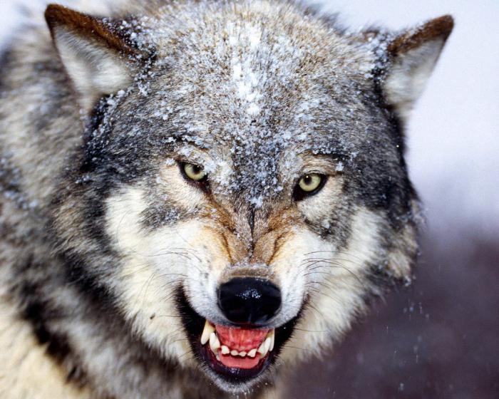 чому вовки виють