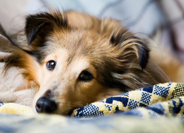 die Epilepsie-Behandlung bei Hunden wie aufhören