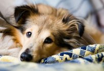 Si es el perro de la epilepsia? Causas, síntomas y tratamiento de la mascota