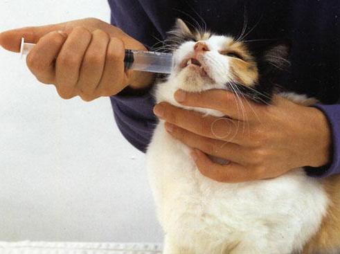 how much to give a cat vaseline oil