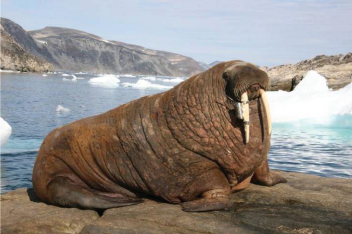 Walrus Atlantic description