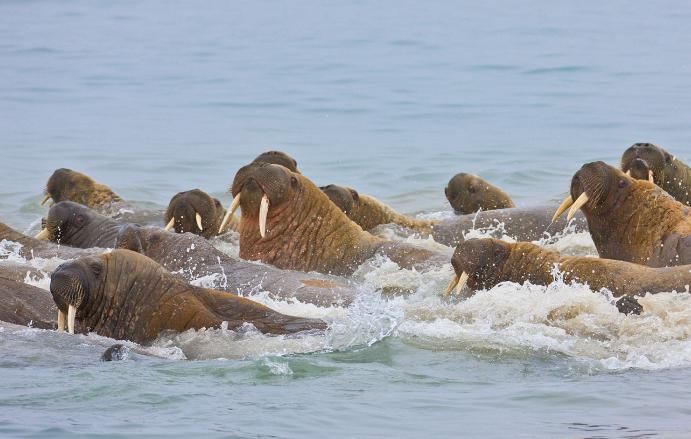 Walrus Atlantic photo