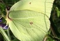 Kelebek лимонница - ilk bahar böcek
