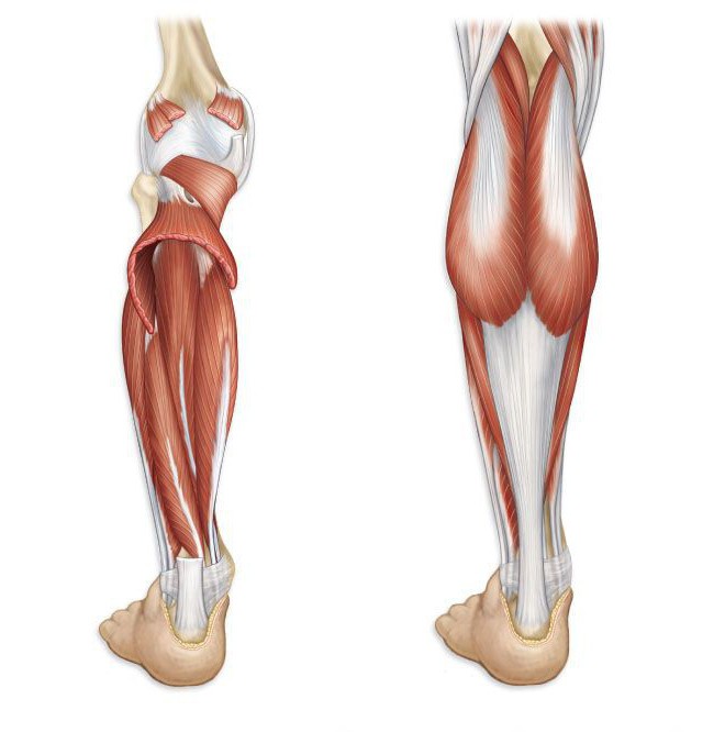 腿部肌肉的照片