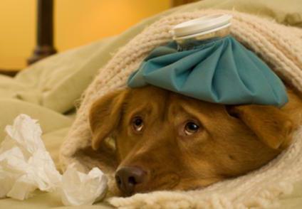 cold in dogs symptoms