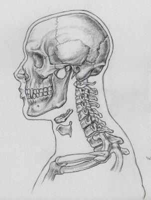 o crânio de anatomia
