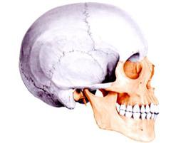 हड्डियों के मस्तिष्क खोपड़ी