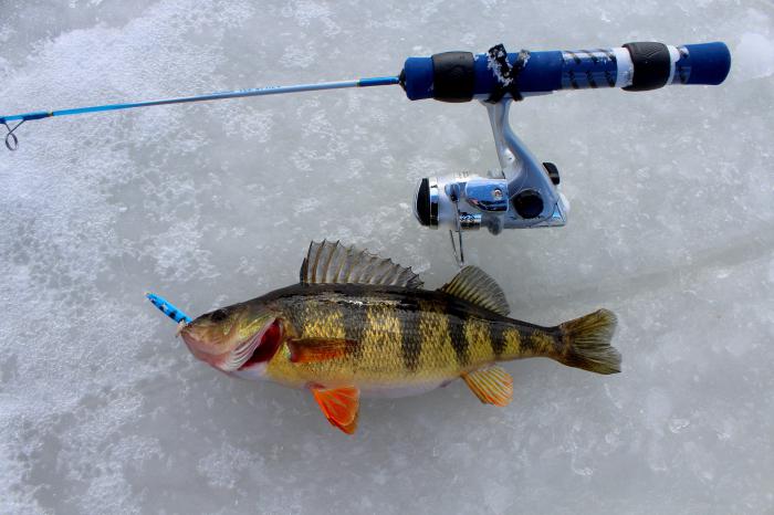 a Pesca do robalo no gelo