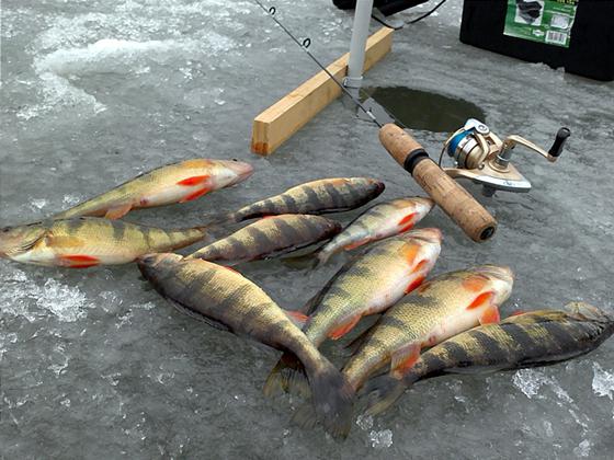la Pesca de la perca en el primer hielo