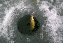 Fliegenfischen Barsch nach dem ersten Eis auf den Schlepphebel, Trolling oder Grundangel. Winter-Angeln Barsch