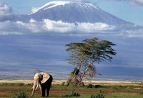 Okuyan volkan Kilimanjaro