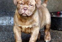 American bandog: description of the breed, characteristics of the content. Fighting breed dogs