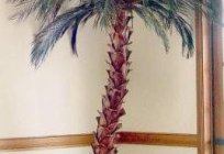 Фінікавая пальма ў хатніх умовах з костачкі - гэта магчыма