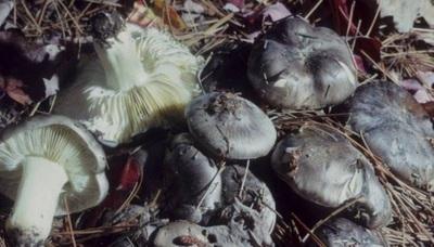 Cogumelos comestíveis de outono