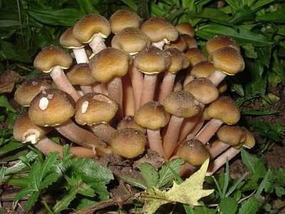 Autumn mushrooms edible photo
