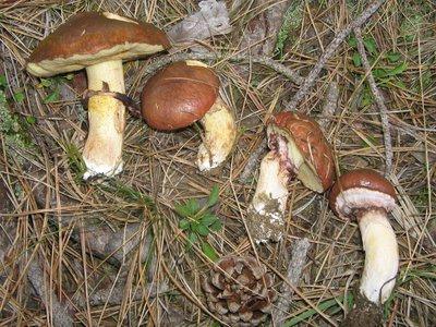 Comestíveis de outono cogumelos