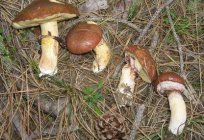Silêncio de caça: cogumelos comestíveis de outono