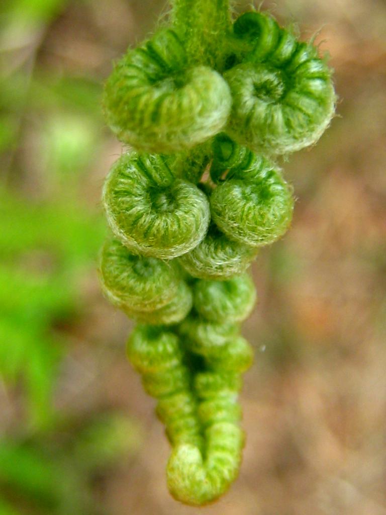 seedlings