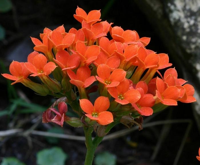 flower Kalanchoe how to care