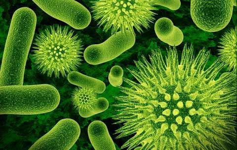 quais são as bactérias tipos e nomes