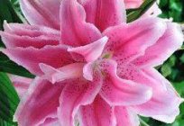 How to store Lily bulbs in winter at home - features, methods and recommendations