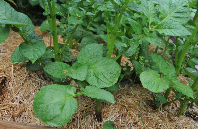 Pflege nach der Pflanzung Kartoffeln in den Boden