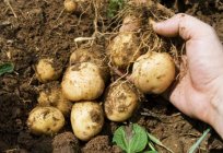 Pflege von Kartoffeln nach der Pflanzung im Freiland
