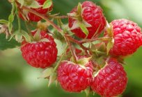 When to trim raspberry, how to do it and get excellent harvest?