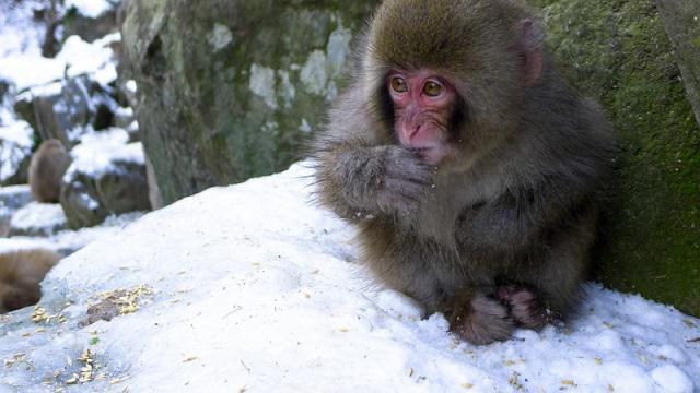 los macacos japoneses juegan en la nieve