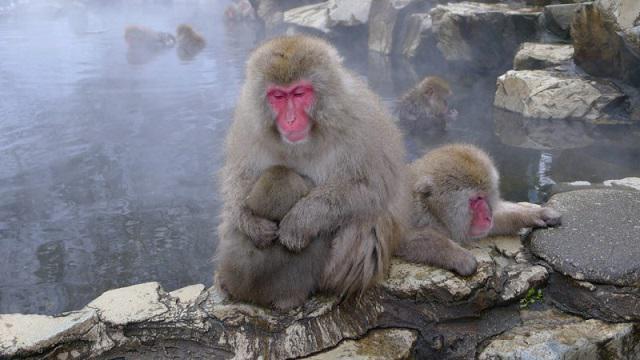 japoneses de nieve macaco