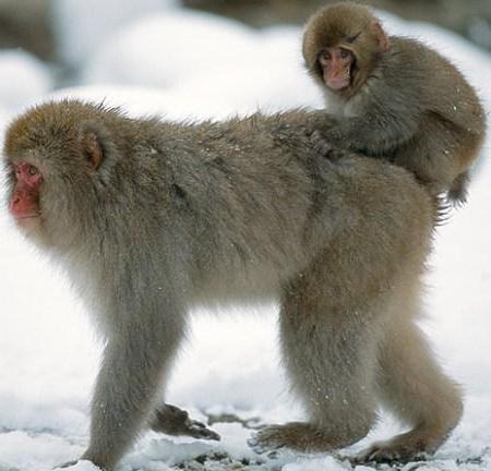 los macacos japoneses en las aguas termales de la foto
