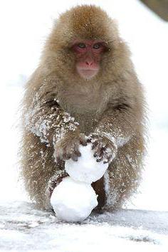 o japonês macaque