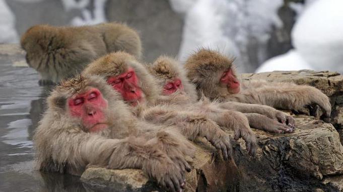 o japonês macaque foto